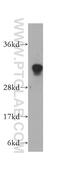 Cytochrome c-type heme lyase antibody, 15118-1-AP, Proteintech Group, Western Blot image 