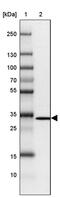 Glomulin, FKBP Associated Protein antibody, PA5-56749, Invitrogen Antibodies, Western Blot image 