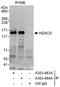 Histone deacetylase 5 antibody, A303-464A, Bethyl Labs, Immunoprecipitation image 
