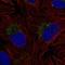 Zinc Finger Protein 625 antibody, NBP2-55949, Novus Biologicals, Immunocytochemistry image 