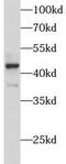 V-type proton ATPase subunit C 1 antibody, FNab00719, FineTest, Western Blot image 