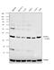Sphingosine-1-Phosphate Phosphatase 2 antibody, PA5-42767, Invitrogen Antibodies, Western Blot image 