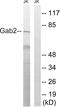 GRB2 Associated Binding Protein 2 antibody, LS-C118359, Lifespan Biosciences, Western Blot image 
