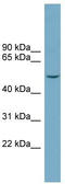 Family With Sequence Similarity 98 Member A antibody, TA333816, Origene, Western Blot image 