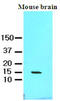 Fatty Acid Binding Protein 7 antibody, LS-B6684, Lifespan Biosciences, Western Blot image 