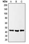 GATA Binding Protein 1 antibody, MBS821359, MyBioSource, Western Blot image 