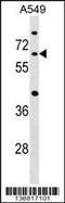 Cell Division Cycle 14A antibody, 59-028, ProSci, Western Blot image 