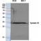 Syntaxin 1A antibody, LS-C386259, Lifespan Biosciences, Western Blot image 