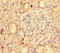 Napsin A Aspartic Peptidase antibody, LS-C317667, Lifespan Biosciences, Immunohistochemistry paraffin image 