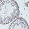 CTR2 antibody, 15-611, ProSci, Immunohistochemistry frozen image 