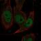 Ecotropic Viral Integration Site 2A antibody, PA5-66054, Invitrogen Antibodies, Immunofluorescence image 