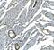 Cadherin 13 antibody, A01986-1, Boster Biological Technology, Immunohistochemistry paraffin image 