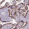 Pentatricopeptide Repeat Domain 2 antibody, HPA043686, Atlas Antibodies, Immunohistochemistry frozen image 