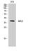 NFKB Inhibitor Beta antibody, STJ93786, St John