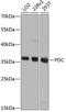PHD antibody, A00596, Boster Biological Technology, Western Blot image 