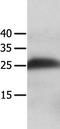 Multidrug resistance-associated protein 5 antibody, TA322564, Origene, Western Blot image 