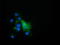 Epoxide Hydrolase 2 antibody, TA501626, Origene, Immunofluorescence image 