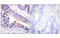 14-3-3 zeta antibody, MBS5302901, MyBioSource, Immunohistochemistry frozen image 