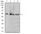 Eukaryotic Translation Termination Factor 1 antibody, NBP2-52552, Novus Biologicals, Western Blot image 