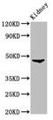Forkhead Box D3 antibody, CSB-PA890729LA01HU, Cusabio, Western Blot image 