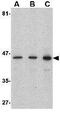 Presenilin 1 antibody, GTX31313, GeneTex, Western Blot image 
