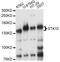 Serine/threonine-protein kinase 10 antibody, LS-C749262, Lifespan Biosciences, Western Blot image 