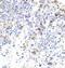 Bruton Tyrosine Kinase antibody, FNab00980, FineTest, Immunohistochemistry frozen image 