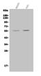 Jrk Helix-Turn-Helix Protein antibody, A15261-1, Boster Biological Technology, Western Blot image 