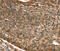 SKI Like Proto-Oncogene antibody, MBS2518918, MyBioSource, Immunohistochemistry frozen image 
