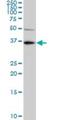 Kruppel Like Factor 7 antibody, H00008609-M01, Novus Biologicals, Western Blot image 