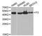 Coagulation Factor III, Tissue Factor antibody, MBS126959, MyBioSource, Western Blot image 