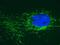 Succinate Dehydrogenase Complex Iron Sulfur Subunit B antibody, 459230, Invitrogen Antibodies, Immunofluorescence image 