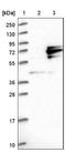 GTP Binding Protein 4 antibody, NBP1-85454, Novus Biologicals, Western Blot image 