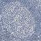 MOSC domain-containing protein 2, mitochondrial antibody, HPA017572, Atlas Antibodies, Immunohistochemistry frozen image 