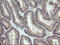 Keratin Associated Protein 2-4 antibody, M18686, Boster Biological Technology, Immunohistochemistry paraffin image 