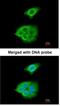 Pancreatic Lipase antibody, NBP1-32789, Novus Biologicals, Immunofluorescence image 