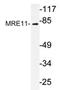 MRE11A antibody, AP20369PU-N, Origene, Western Blot image 