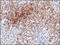 Alkaline Phosphatase, Placental antibody, 51-087, ProSci, Immunohistochemistry frozen image 