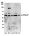 HDJ2 antibody, A304-516A, Bethyl Labs, Western Blot image 