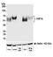 V-Set Immunoregulatory Receptor antibody, A700-035, Bethyl Labs, Western Blot image 