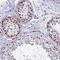 Regulator Of G Protein Signaling 17 antibody, PA5-54582, Invitrogen Antibodies, Immunohistochemistry frozen image 