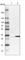 TatD DNase Domain Containing 1 antibody, HPA023634, Atlas Antibodies, Western Blot image 