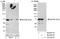 Nuclear Receptor Coactivator 5 antibody, A300-789A, Bethyl Labs, Immunoprecipitation image 