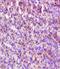 Somatostatin antibody, orb11397, Biorbyt, Immunohistochemistry paraffin image 