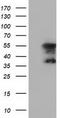 Cytoplasmic dynein 1 light intermediate chain 1 antibody, TA501601S, Origene, Western Blot image 