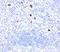 Myeloid-associated differentiation marker antibody, 33-256, ProSci, Immunohistochemistry frozen image 