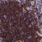 Thymocyte Selection Associated antibody, HPA031425, Atlas Antibodies, Immunohistochemistry paraffin image 