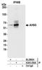 Alpha 2-HS Glycoprotein antibody, A305-236A, Bethyl Labs, Immunoprecipitation image 