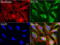 Formimidoyltransferase-cyclodeaminase antibody, LS-C796772, Lifespan Biosciences, Immunofluorescence image 