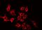Claudin 10 antibody, GTX01076, GeneTex, Immunofluorescence image 